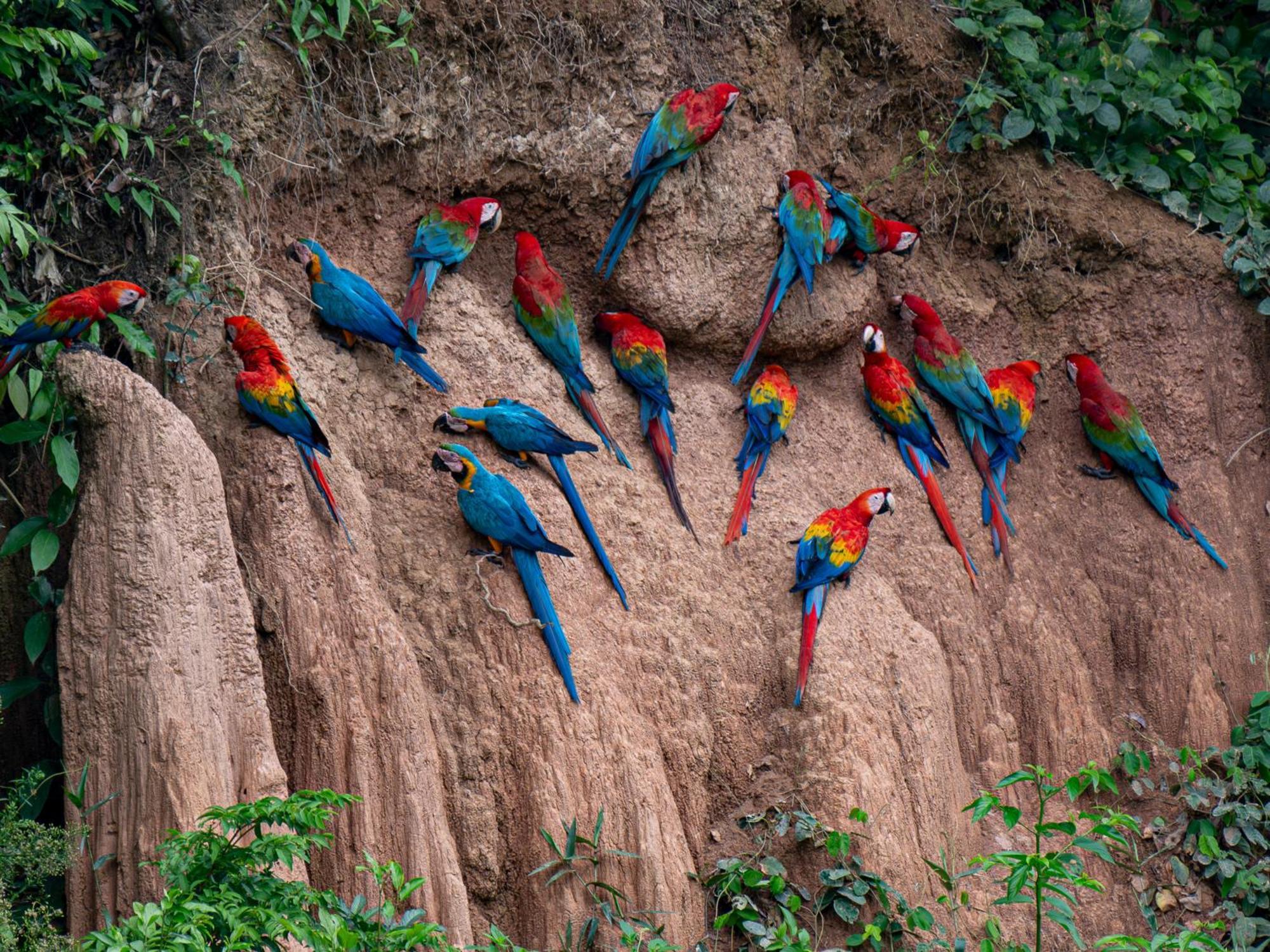 Refugio Amazonas Lodge Tambopata Екстериор снимка