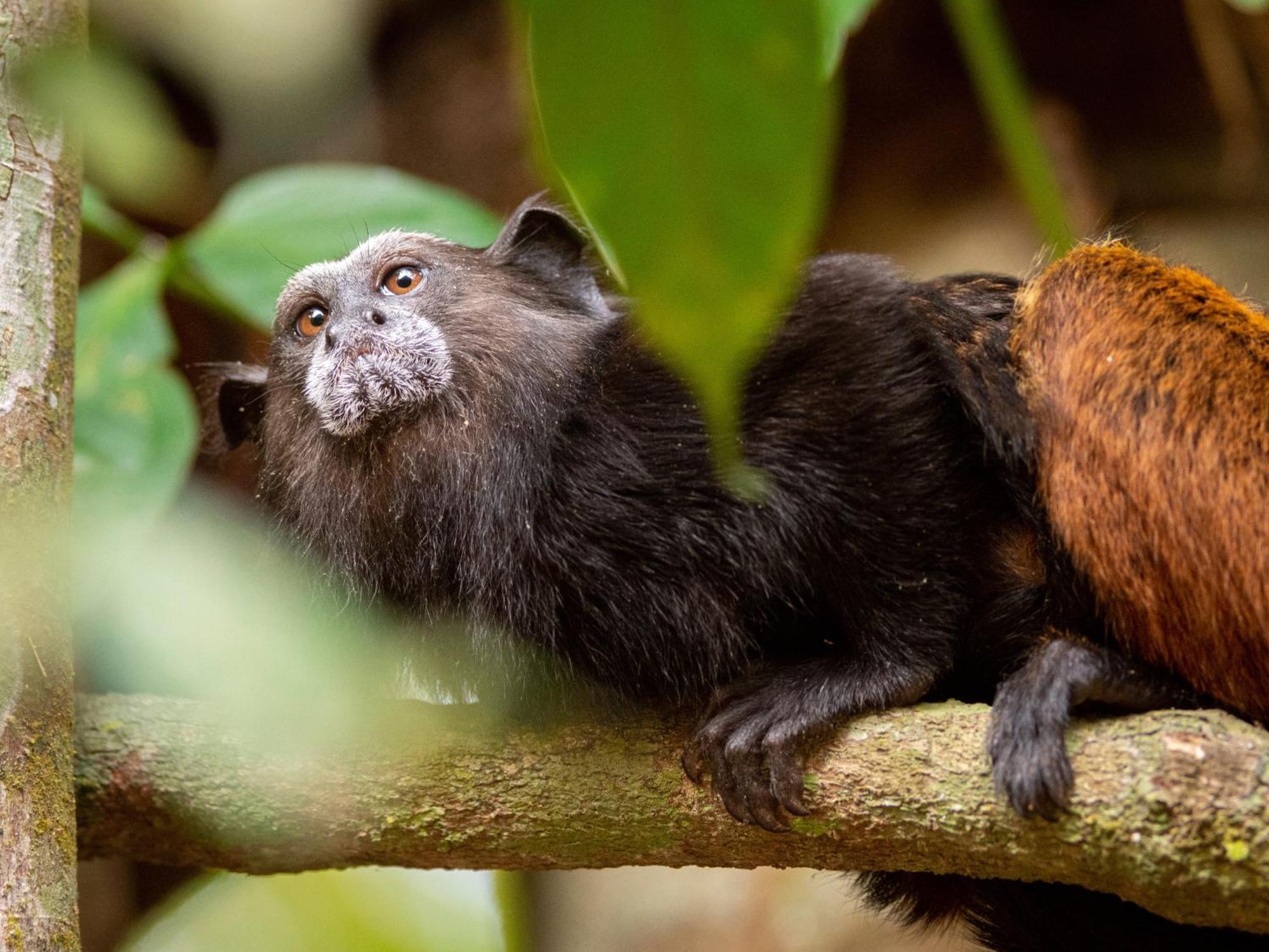 Refugio Amazonas Lodge Tambopata Екстериор снимка