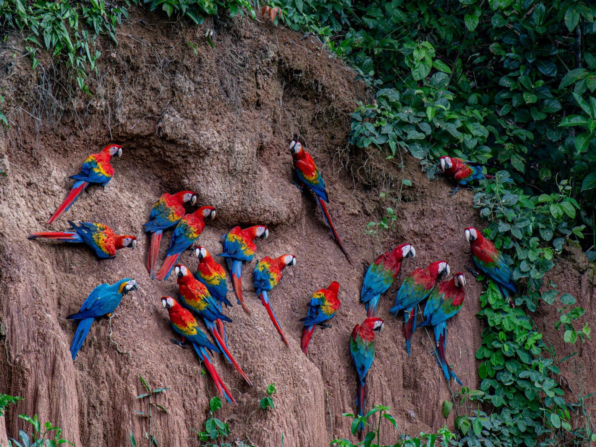 Refugio Amazonas Lodge Tambopata Екстериор снимка
